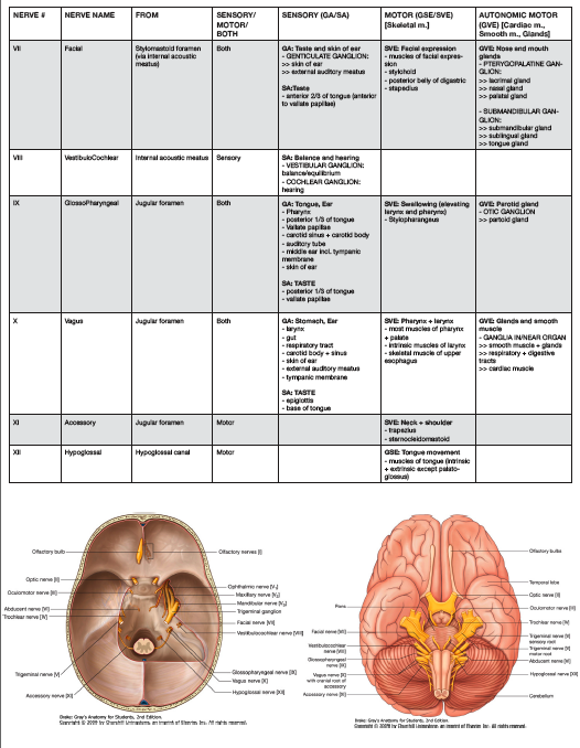 Cranial Nerves Chart Pdf